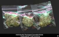 cannabis3_sm.jpg