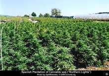 cannabis_field1_sm2.jpg